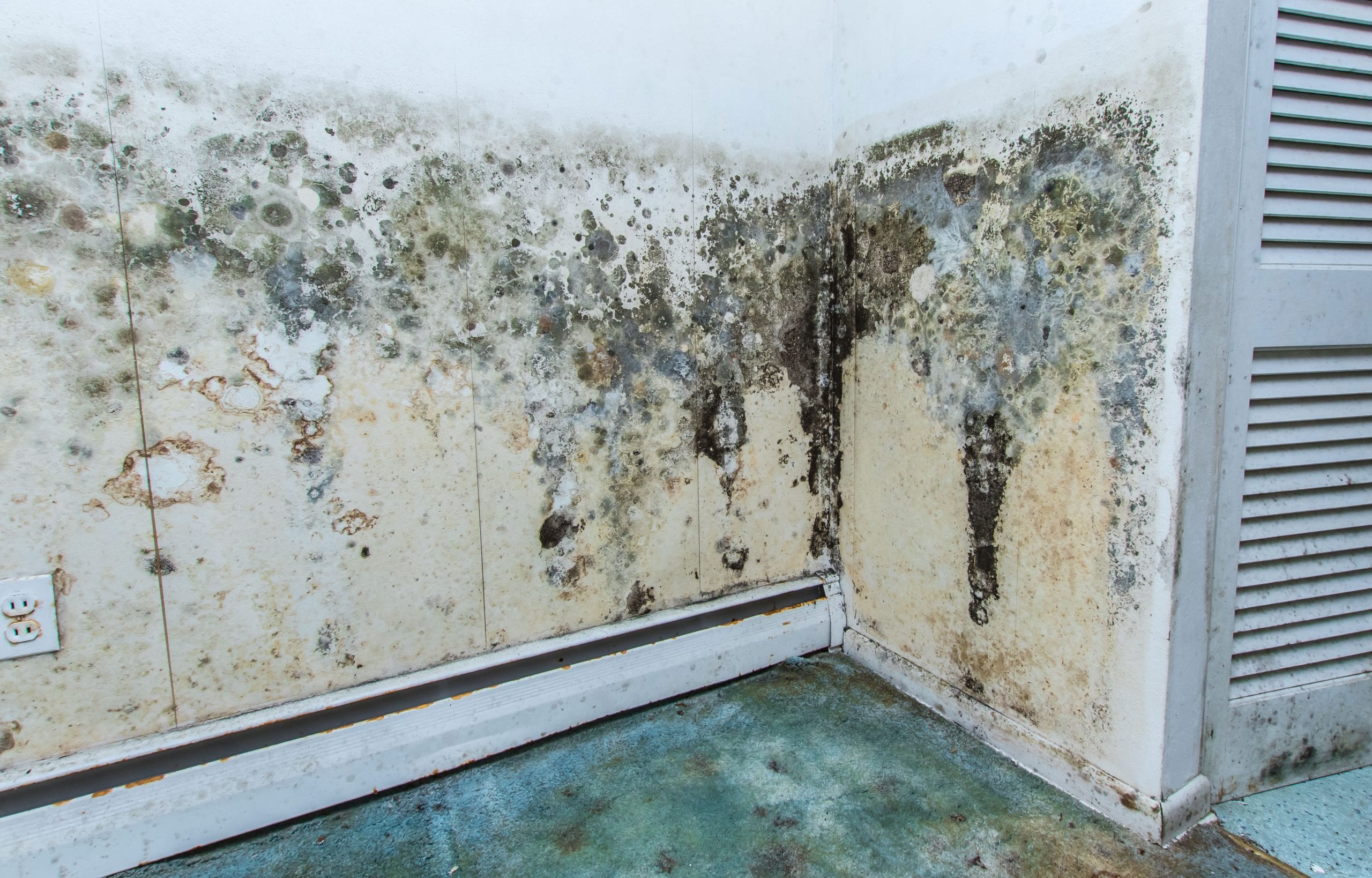 residential mold removal experts in Bloomington